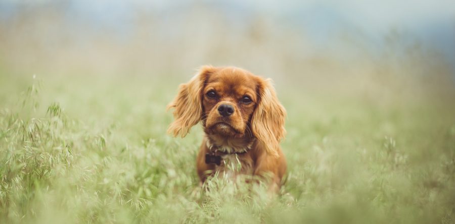 Dlaczego warto kupować karmę dla zwierząt w internecie?