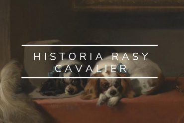 Historia Cavaliera