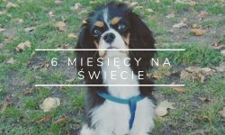6 miesięcy na świecie