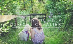 Idealny pies dla dzieci – cavalier?