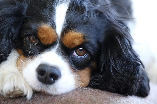 Nauka sikania Cavalier King Charles Spaniel