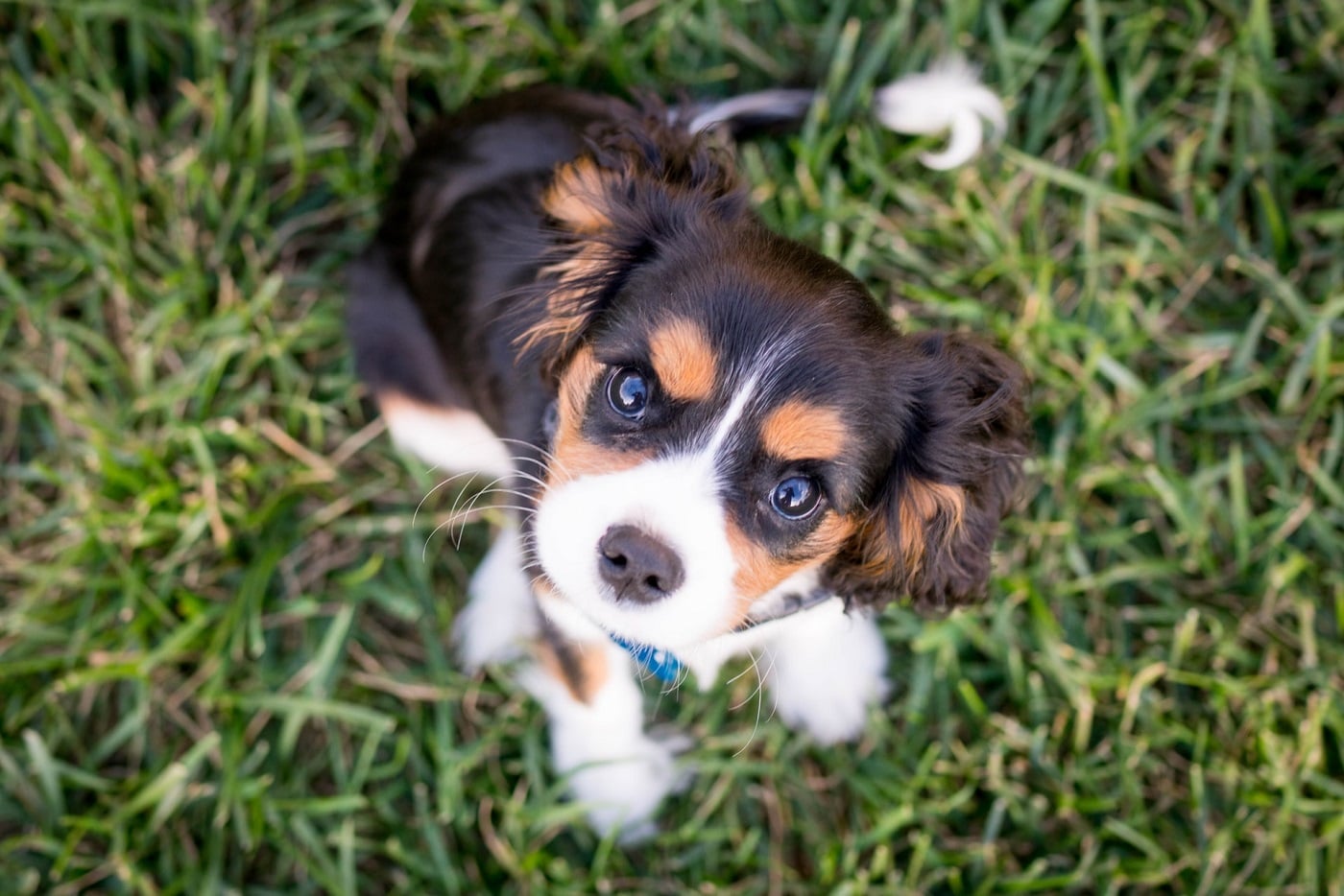 cavalier na trawie, pies podczas zabawy z właścicielem