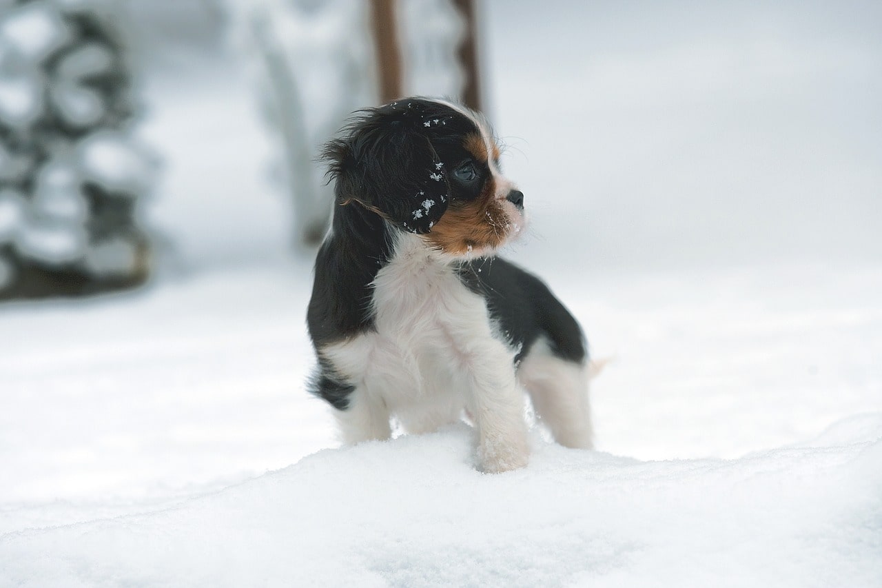 cavalier na spacerze zimą, pies w śniegu, pies zimą