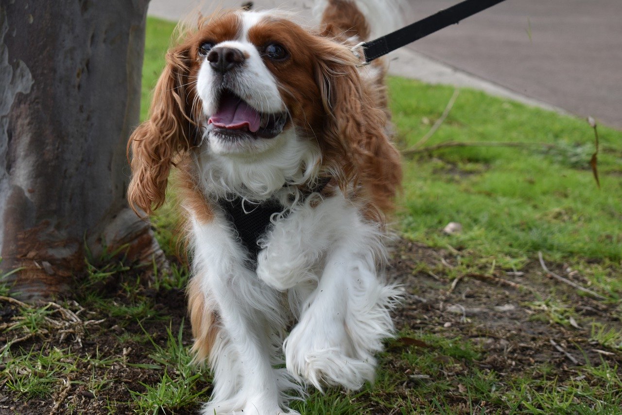 cavalier king charles spaniel na smyczy, spaniel na spacerze, pies w parku na spacerze z właścicielem