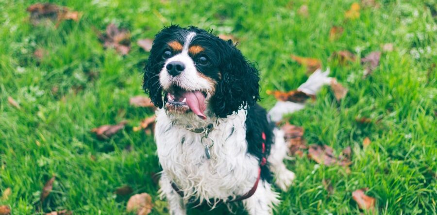 Pierwsza wizyta Cavaliera u weterynarza