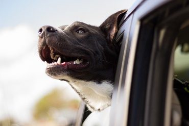 Pies w samochodzie – jak jeździć bezpiecznie z pupilem?