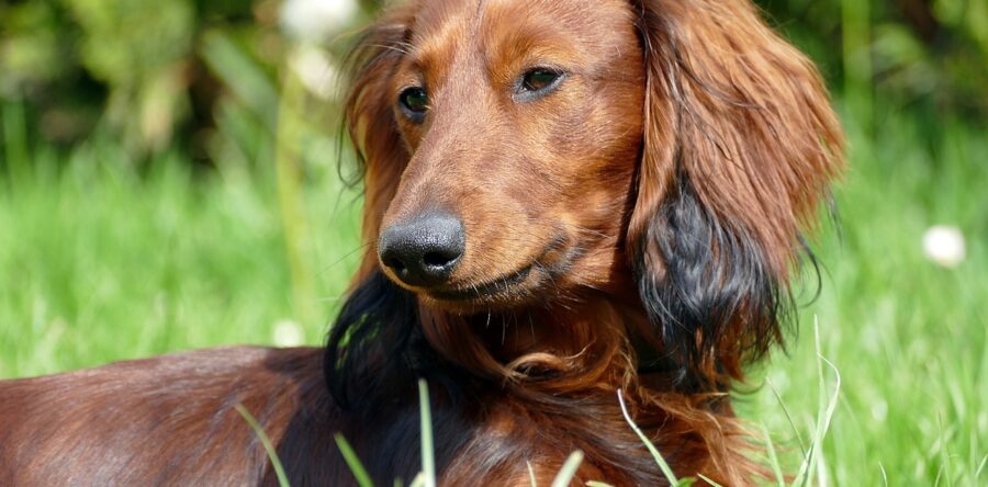 Jak ułatwić psu wchodzenie po schodach?