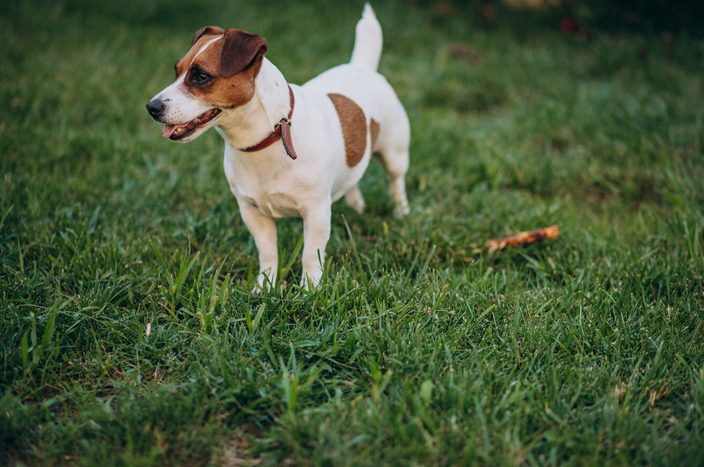 Duży czy mały pies – który będzie lepszy?