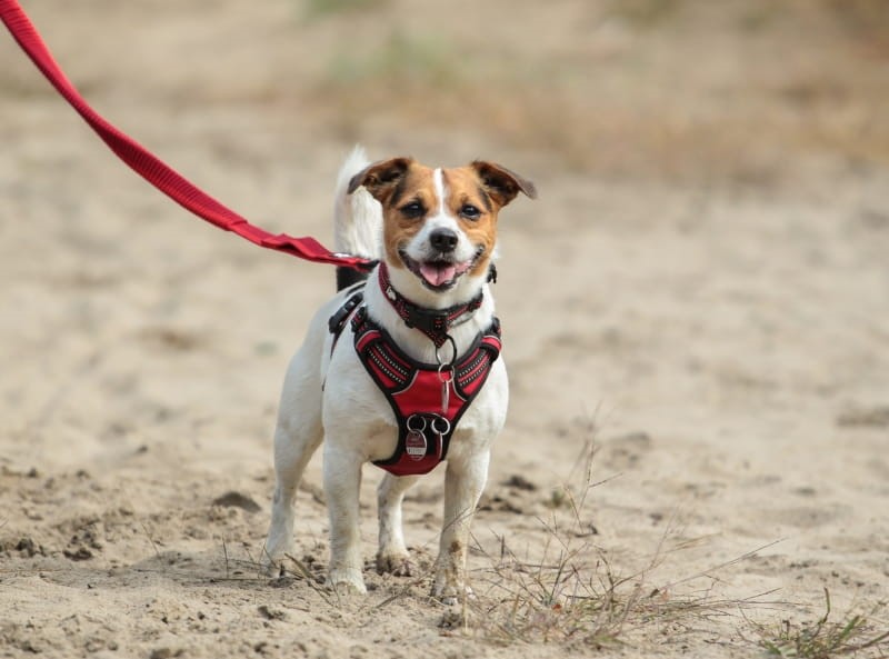 Dlaczego szelki dla psa GUARD to najlepszy wybór na spacery?