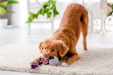 Zabawki dla psów – które są najbardziej rozwijające?