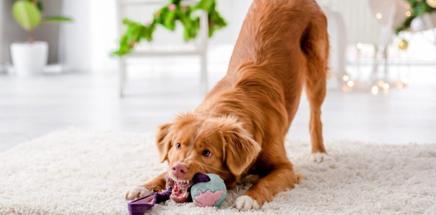 Zabawki dla psów – które są najbardziej rozwijające?