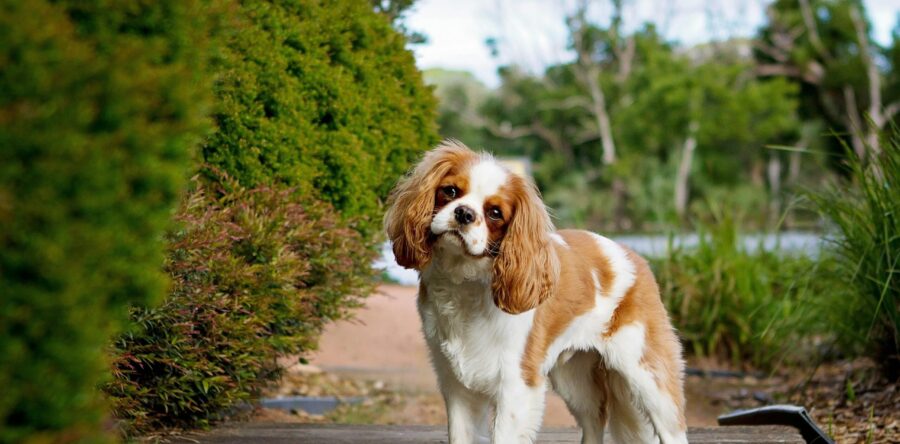 Cavalier – żywienie, dieta i polecane karmy dla tej rasy