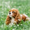 Jak zadbać o zdrowie Cavalier King Charles Spaniela? Profilaktyka i dobry preparat przeciw pchłom to podstawa