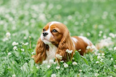 Jak zadbać o zdrowie Cavalier King Charles Spaniela? Profilaktyka i dobry preparat przeciw pchłom to podstawa