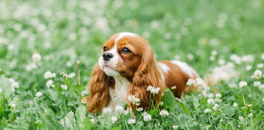 Jak zadbać o zdrowie Cavalier King Charles Spaniela? Profilaktyka i dobry preparat przeciw pchłom to podstawa